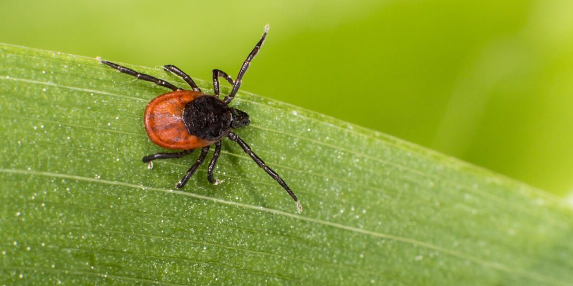 Стережіться — кліщі “виходять на полювання”