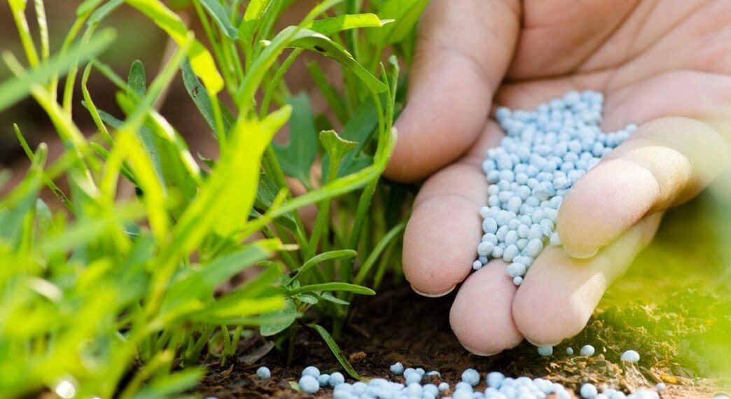 Як підживлювати грядки навесні, щоб отримати щедрий урожай