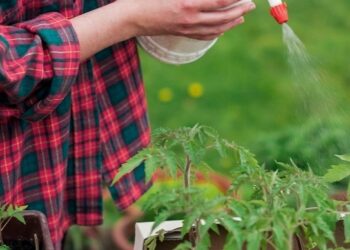 Перекис водню проти шкідників