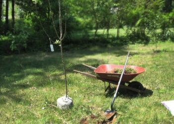 Від правильно підготовлених коренів плодових залежатиме приживлюваність дерев