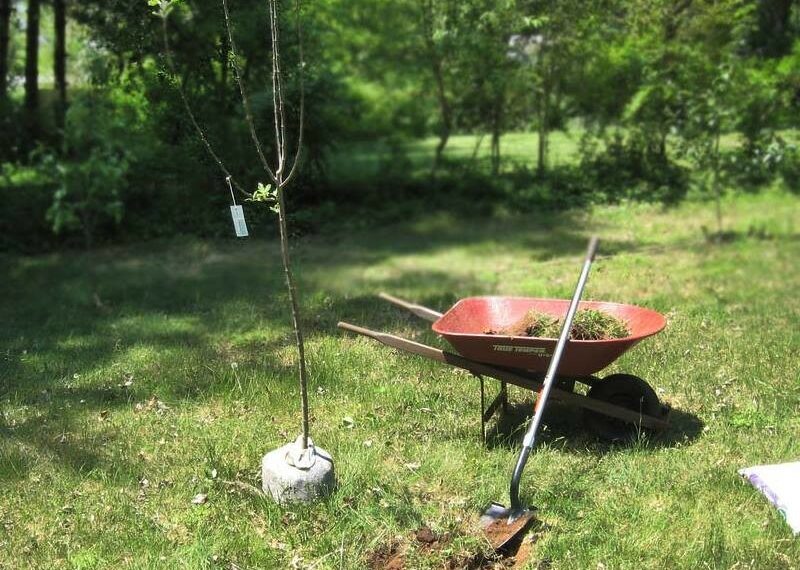 Від правильно підготовлених коренів плодових залежатиме приживлюваність дерев