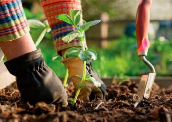 5 помилок господарів на городі