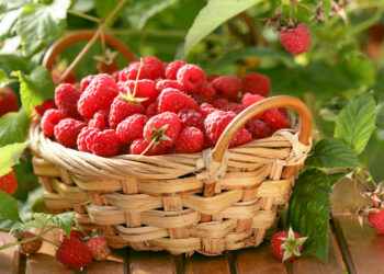 Як саджати малину: кущами чи рядами?