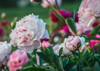 Червень на городі, в саду та квітнику