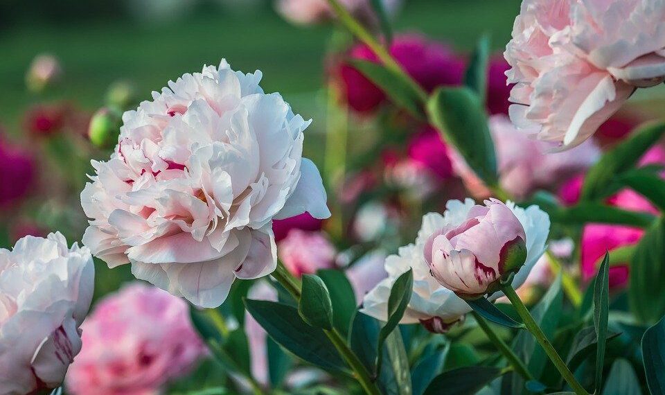 Червень на городі, в саду та квітнику