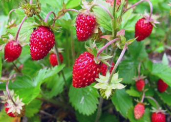 Суниці потрібна волога