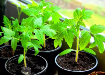 Чому виникають пухирці на листочках розсади томатів?