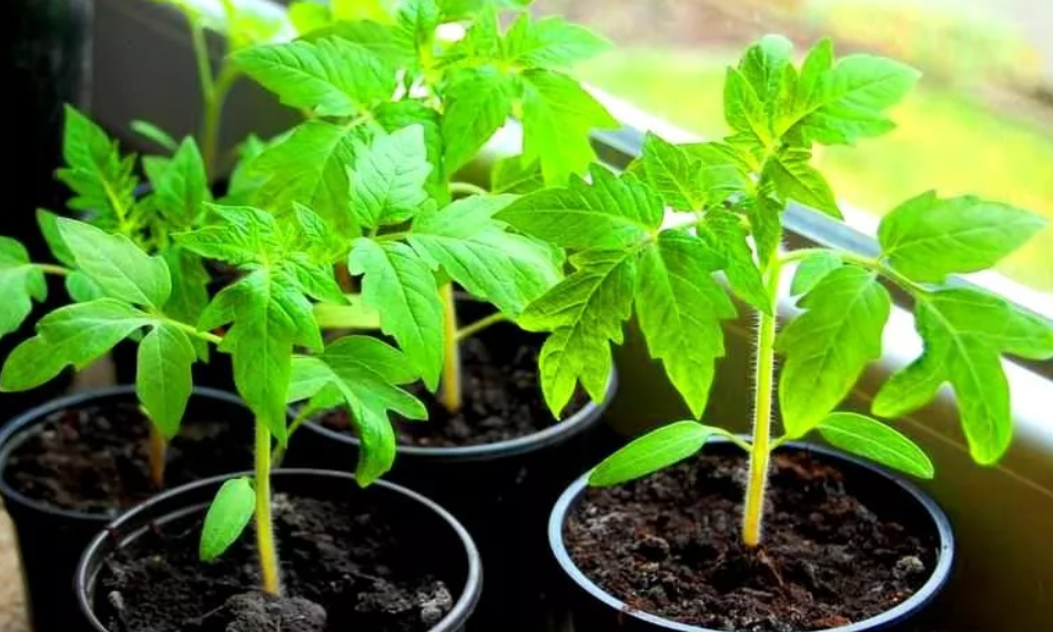 Чому виникають пухирці на листочках розсади томатів?