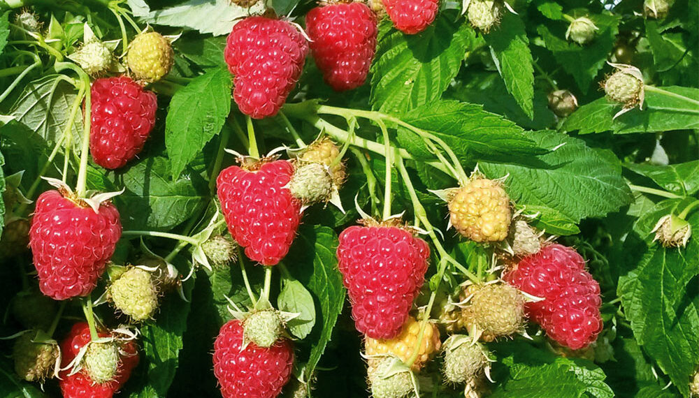 Малина потребує опори