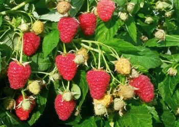 Малина потребує опори