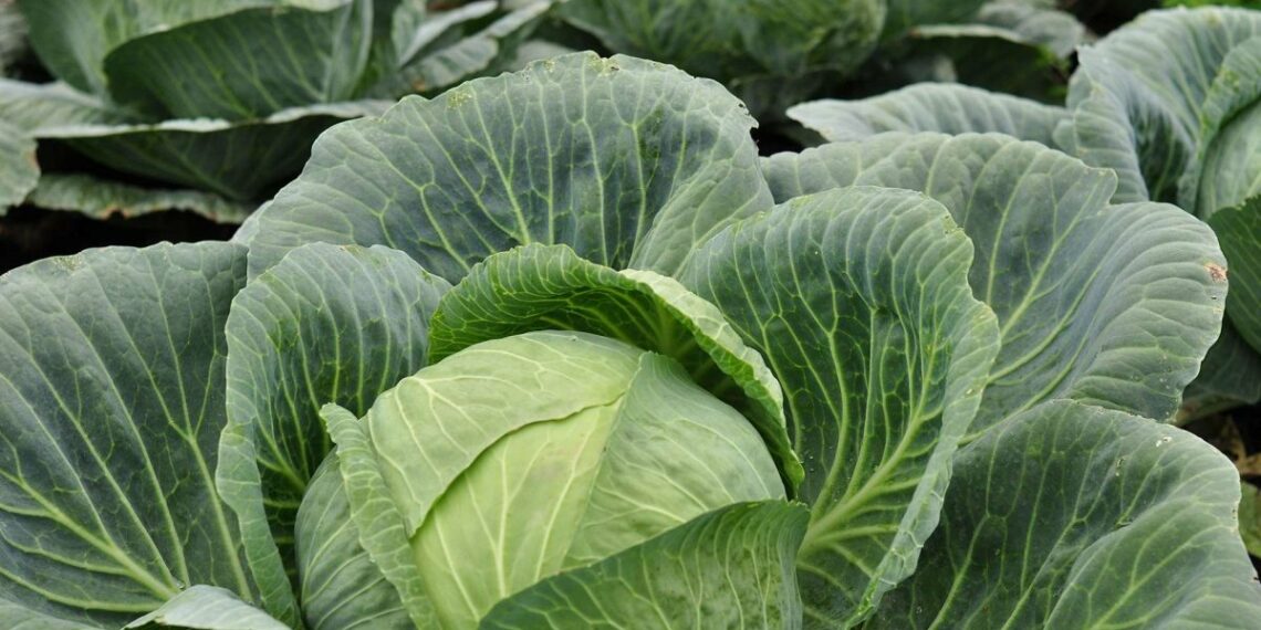 Розсаду капусти бережіть від кили