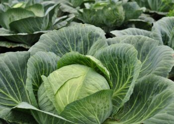 Розсаду капусти бережіть від кили