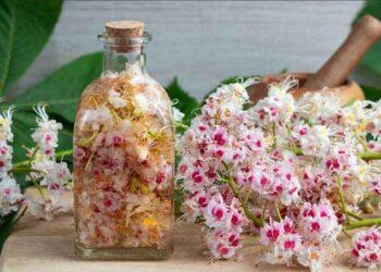 Каштанова настоянка від запалення суглобів