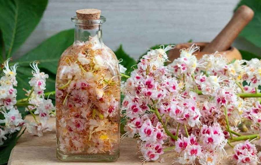 Каштанова настоянка від запалення суглобів