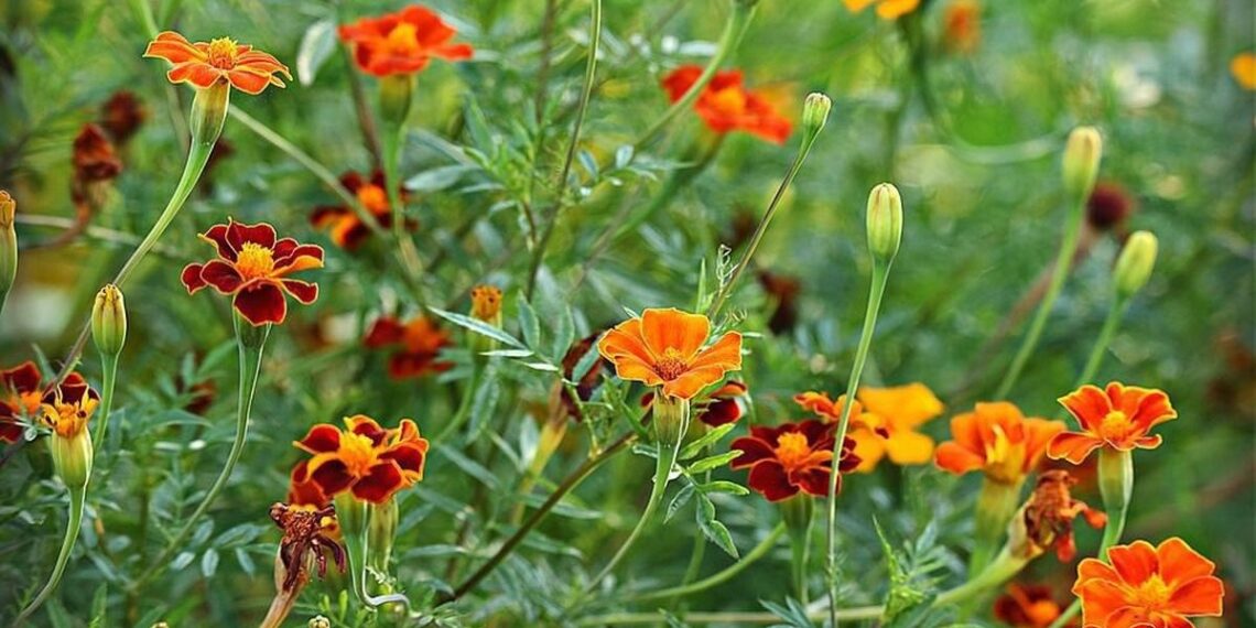 Ведмедка чорнобривців не любить