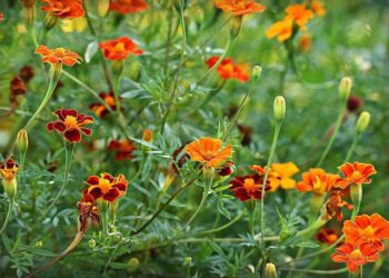 Ведмедка чорнобривців не любить