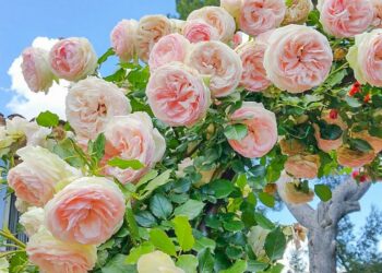 Троянди будуть пишними