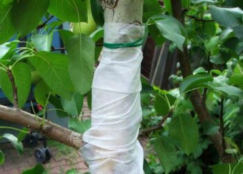 Пошкодженим деревам — лікувальні пов’язки