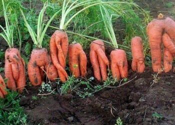 4 причини, чому морква росте крива