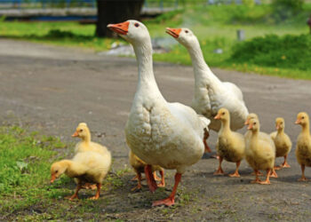 Домашні гусенята: як виростити молодняк