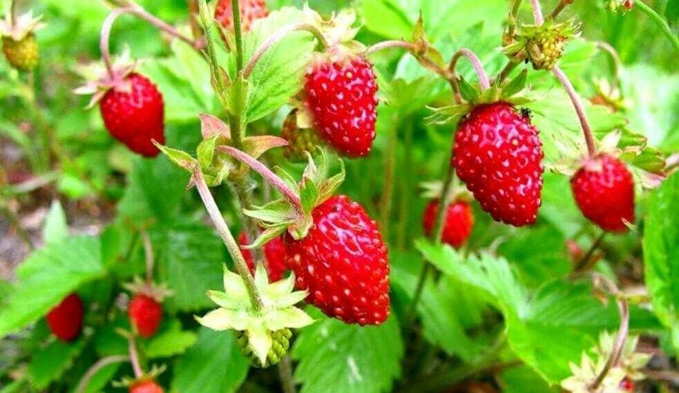 Проти хруща на суничних грядках допоможе нашатир