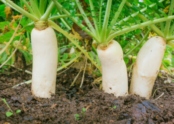 Літній посів дайкона