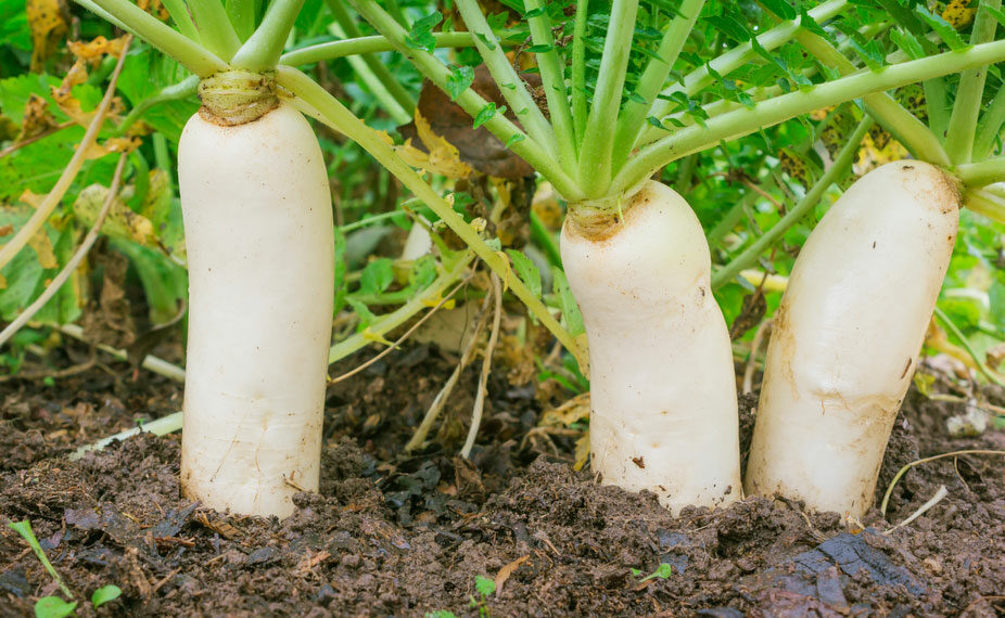 Літній посів дайкона