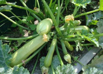 Чим хворіють кабачки?