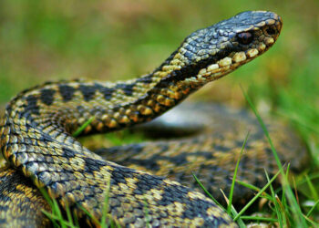 Якщо гадюка вкусила