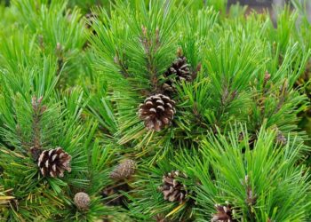 Хвойна мульча: за і проти