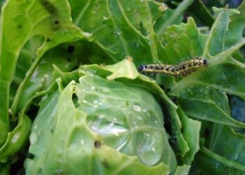 Від гусені на капусті допоможе попіл