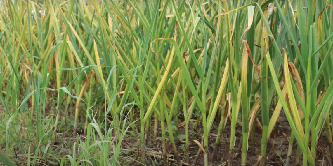 Жовтіють кінчики часнику — підживіть