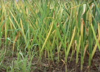 Жовтіють кінчики часнику — підживіть