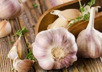 Часник буде крупним, якщо його так підгодувати