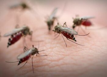 Комарі, геть!