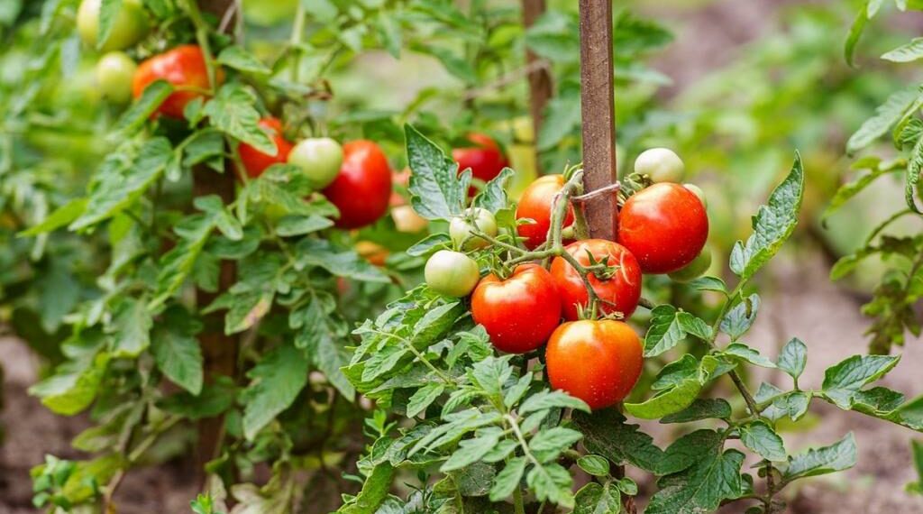 Мідний купорос для помідорів