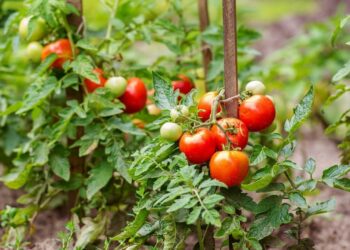 Мідний купорос для помідорів