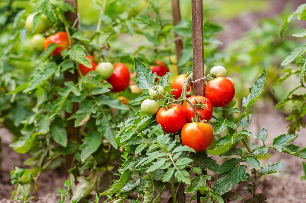 Поради щодо розведення мідного купоросу для помідорів