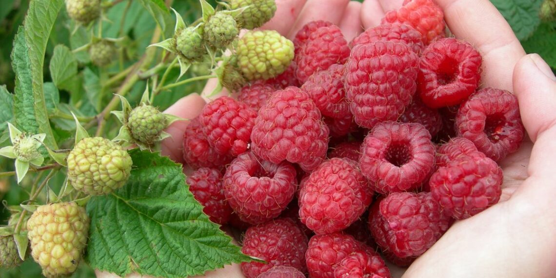 Що робити з порослю малини