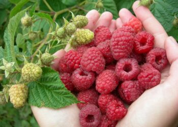 Що робити з порослю малини