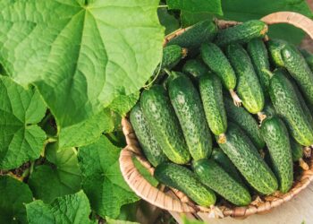 Чого бракує огіркам?