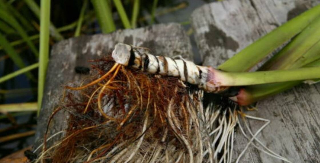 Цілющі народні рецепти з кореня аїру