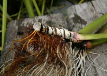 Цілющі народні рецепти з кореня аїру