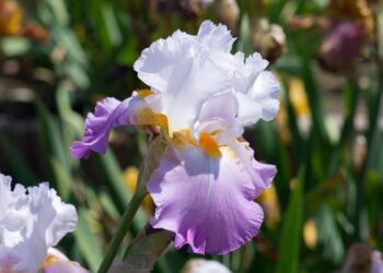 Відцвіли іриси? Розділіть