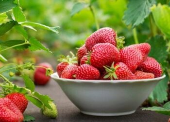 Коли і як полуницю садити