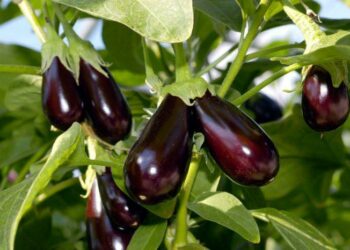 Чи пасинкувати баклажани?