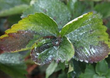 Бура плямистість для суниці небезпечна