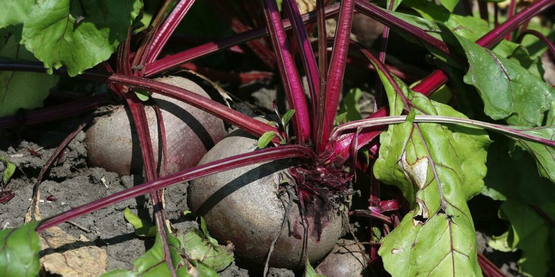 Як отримати щедрий урожай буряків