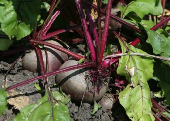 Як отримати щедрий урожай буряків