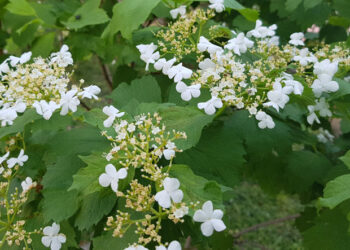 Народний засіб від застуди та ангіни